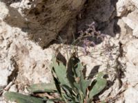 Limonium vulgare Olenovka, Crimea, Russia 20150911_0105