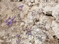 Limonium vulgare Olenovka, Crimea, Russia 20150911_0107