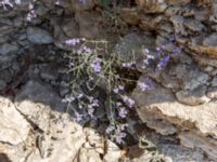 Limonium vulgare Olenovka, Crimea, Russia 20150911_0109