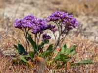 Limonium vulgare Stora Keholmen, Vallda Sandö, Kungsbacka, Halland, Sweden 20190716_0320