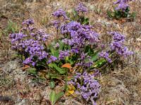 Limonium vulgare Stora Keholmen, Vallda Sandö, Kungsbacka, Halland, Sweden 20190716_0321