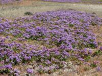 Limonium vulgare Stora Keholmen, Vallda Sandö, Kungsbacka, Halland, Sweden 20190716_0330