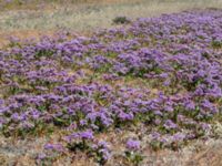 Limonium vulgare Stora Keholmen, Vallda Sandö, Kungsbacka, Halland, Sweden 20190716_0331