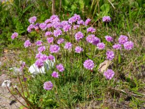 Armeria maritima - Thrift - Trift