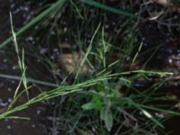 Glyceria fluitans Dammar Gränsvägen, Åkarp, Burlöv, Skåne, Sweden 20240714_0183