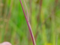 Koeleria macrantha Näsby fält, 300 m SSV högskolan, Kristianstad, Skåne, Sweden 20240702_0172