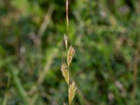 Lolium perenne Borgeby reningsverk, Lomma, Skåne, Sweden 20240721_0312