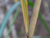 Miscanthus × ogiformis Korsaröd, Höör, Skåne, Sweden 20211103_0113