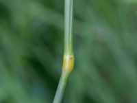 Phalaris arundinacea Dammar Gränsvägen, Åkarp, Burlöv, Skåne, Sweden 20240714_0178