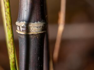Phyllostachys nigra - Black Bamboo - Svartbambu