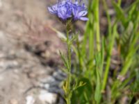 Gilia achilleaefolia Utsiktsvägen, Malmö, Skåne, Sweden 20210606_0026