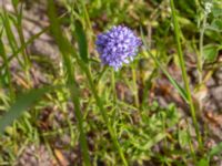 Gilia achilleifolia Kämnärsvägen, Lund, Skåne, Sweden 20200530_0020