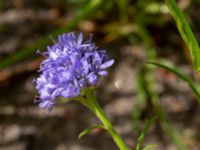 Gilia achilleifolia Kämnärsvägen, Lund, Skåne, Sweden 20200530_0023