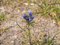 Gilia achilleifolia Ribersborgsstigen handikappbadet, Ribersborg, Malmö, Skåne, Sweden 20200603_0048