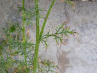 Gilia capitata Lodgatan, Malmö, Skåne, Sweden 20190519_0003