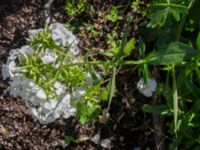 Phlox paniculata Tirups Örtagård, Staffanstorp, Skåne, Sweden 20220921_0008