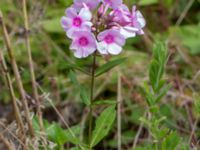 Phlox paniculata Ulricedal, Malmö, Skåne, Sweden 20190730_0034