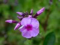 Phlox paniculata Ulricedal, Malmö, Sweden 20190724_0065