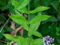 Phlox paniculata Ulricedal, Malmö, Sweden 20190724_0066