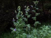 Polemonium caeruleum Pydden, Holmeja, Svedala, Skåne, Sweden 20160617_0091