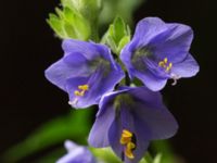 Polemonium caeruleum Pydden, Holmeja, Svedala, Skåne, Sweden 20160617_0094