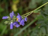 Polemonium caeruleum Pydden, Holmeja, Svedala, Skåne, Sweden 20160617_0096