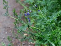 Polemonium caeruleum Pydden, Holmeja, Svedala, Skåne, Sweden 20160617_0097