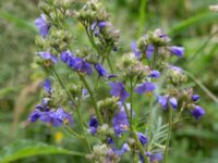 Polemonium caeruleum Pydden, Holmeja, Svedala, Skåne, Sweden 20160617_0098