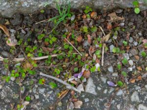 Muehlenbeckia axillaris - Creeping Muehlenbeckia - Slideranka