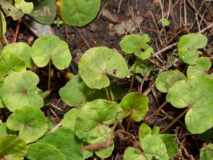 Oxyria digyna - Mountain Sorrel - Fjällsyra