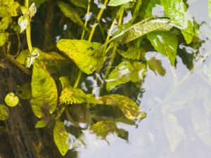 Rumex aquaticus - Water Dock - Hästskräppa