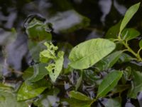 Rumex aquaticus Viderup, Eslöv, Skåne, Sweden 20240702_0177