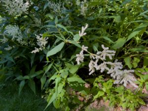 Aconogonon alpinum - Alpine Knotweed - Alpslide