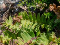 Polypodium interjectum Solviken, Mölle, Höganäs, Skåne, Sweden 20150515_0222