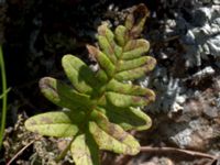 Polypodium interjectum Solviken, Mölle, Höganäs, Skåne, Sweden 20150515_0223