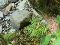 Polypodium interjectum Svirskoye ushele, Lazarevskoye, Krasnodar, Russia 20160913_0430