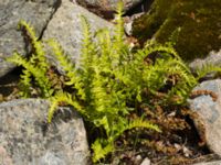 Polypodium vulgarae Benestads backar, Tomelilla, Skåne, Sweden 20120603 187