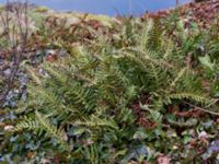 Polypodium vulgare Kungsparken, Malmö, Skåne, Sweden 20150311_0035