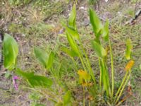 Pontederia cordata Lindängelunds rekreationsområde, Malmö, Skåne, Sweden 20160814_0004