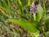 Pontederia cordata Lindängelunds rekreationsområde, Malmö, Skåne, Sweden 20160821_0001