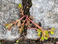 Portulaca nitida Casinoparkeringen, Kungsparken, Malmö, Skåne, Sweden 20220927_0003