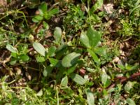 Portulaca oleracea Baltzarsgatan 1, Malmö, Skåne, Sweden 20190806_0058