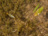 Potamogeton gramineus Stormaren, Mörbylånga, Öland, Sweden 20170526_0113