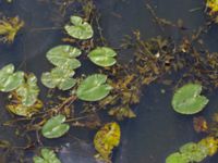 Potamogeton lucens Bro Lundavägen-Sege å, Malmö, Skåne, Sweden 20190724_0025