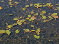 Potamogeton natans 380 m ENE Kärragården, Ystad, Skåne, Sweden 20180715_0068