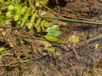 Potamogeton natans Krka National Park, Sibenik-Knin, Croatia 20170805_1857