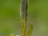 Potamogeton obtusifolius Ängsbo, Vellinge, Skåne, Sweden 20170609_0012