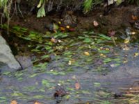 Potamogeton polygonifolius Rinnebäcken, Lund, Skåne, Sweden 20181102_0009