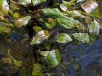 Potamogeton polygonifolius Slättåkra, Söderåsen, Klippan, Skåne, Sweden 20150514_0027