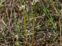 Androsace septentrionalis Furehovsvägen, Åhus, Kristianstad, Skåne, Sweden 20150503_0210